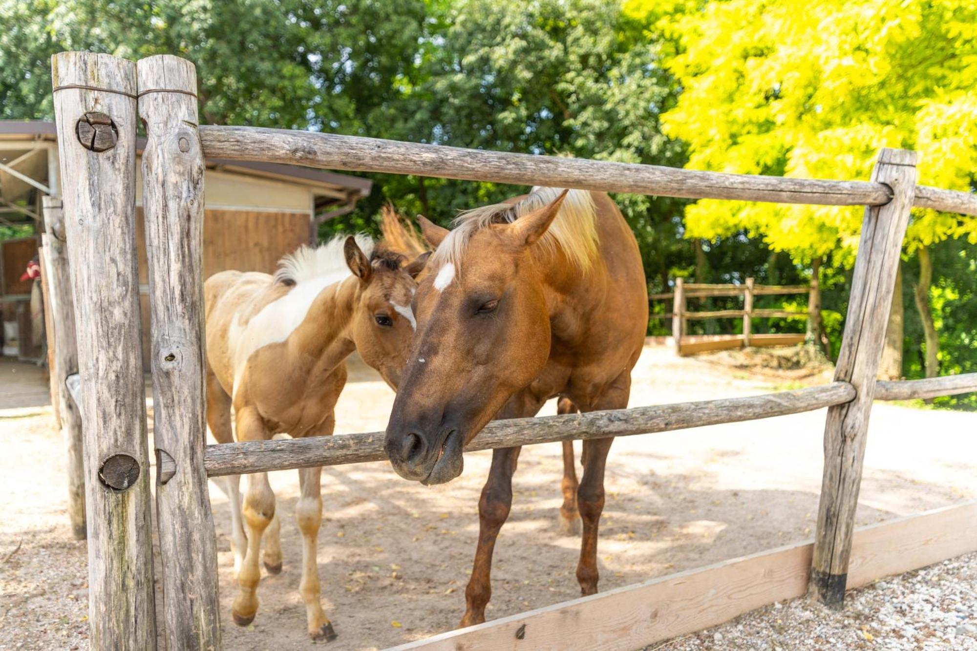 Agriturismo Colle Dei Pivi Понти Сул Минчо Екстериор снимка